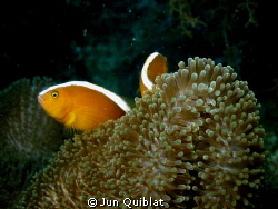 Another kind of clown fish. C7070 with epoque wide angle ... by Jun Quiblat 